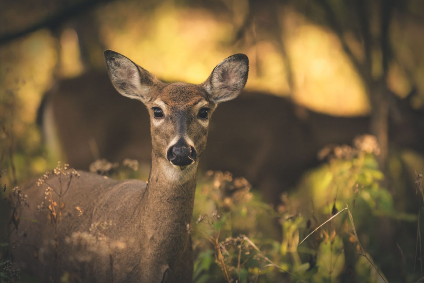 The Science of Fear Suburban Deer Behavior Explored