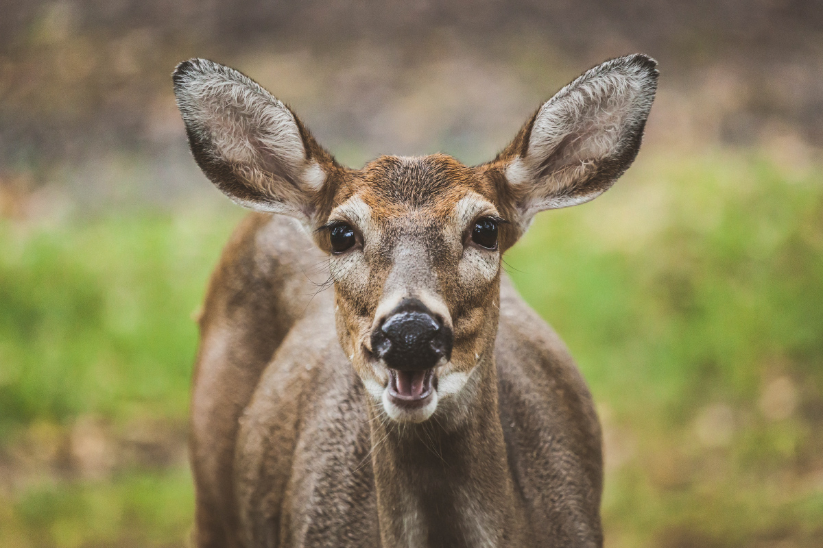 What Are Deer Scents?